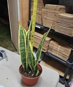 Snake Plant | 6in pot | Sansevieria Yellow Snake Plant | Air Purifying plant