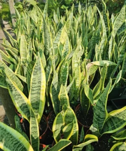 Snake Plant | 6in pot | Sansevieria Yellow Snake Plant | Air Purifying plant