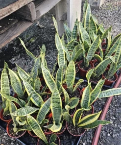 Snake Plant | Sansevieria Yellow Snake Plant | Air Purifying plant 4in pot