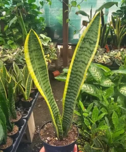 Snake Plant | Sansevieria Yellow Snake Plant | Air Purifying plant 4in pot