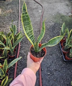 Snake Plant | Sansevieria Yellow Snake Plant | Air Purifying plant 4in pot
