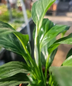 Spathiphyllum | Peace Lily | Flowering Houseplant | 4in pot