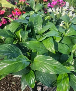 Spathiphyllum | Peace Lily | Flowering Houseplant | 4in pot