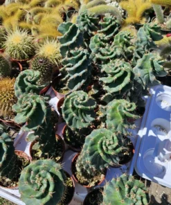 Spiral Cactus | 3.5in pot | Cereus Forbesii Spiralis | Rare Cactus | Rooted Cactus