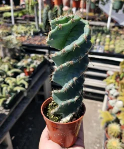 Spiral Cactus | 3.5in pot | Cereus Forbesii Spiralis | Rare Cactus | Rooted Cactus