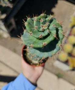 Spiral Cactus | 3.5in pot | Cereus Forbesii Spiralis | Rare Cactus | Rooted Cactus