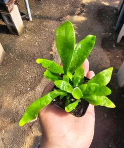 Staghorn Fern | 2in pot | 4in pot