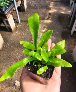 Staghorn Fern | 2in pot | 4in pot