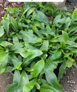 Staghorn Fern | 2in pot | 4in pot