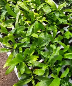 Staghorn Fern | 2in pot | 4in pot