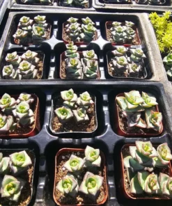 String of Buttons | Necklace Vine | Crassula Perforata | Stacked Crassula | Pagoda Plant | 2in pot