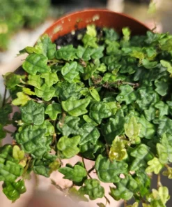 String of Frogs | Ficus Pumila Quercifolia | 2in pot | 3in pot | Trailing Plant | House Plant | Trailing Ficus | Climbing Ficus