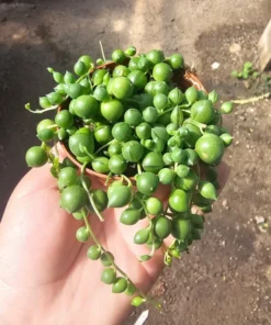 String of Pearls Succlent | SOP | 2.5in pot