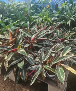 Stromanthe triostar | Stromanthe sanguinea Triostar | 4in pot