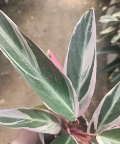 Stromanthe triostar | Stromanthe sanguinea Triostar | 4in pot