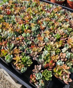 Succulent 2in Combo Pot | Assorted Succulents | Host Gift | Gift for Friend | Party Favors | Wedding favor | Baby shower gift | 2in pot