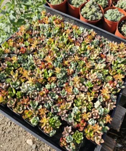 Succulent 2in Combo Pot | Assorted Succulents | Host Gift | Gift for Friend | Party Favors | Wedding favor | Baby shower gift | 2in pot