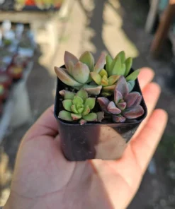 Succulent 2in Combo Pot | Assorted Succulents | Host Gift | Gift for Friend | Party Favors | Wedding favor | Baby shower gift | 2in pot