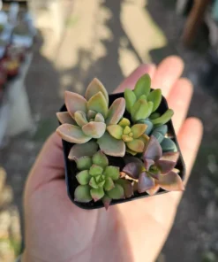 Succulent 2in Combo Pot | Assorted Succulents | Host Gift | Gift for Friend | Party Favors | Wedding favor | Baby shower gift | 2in pot