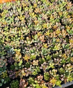 Succulent 2in Combo Pot | Assorted Succulents | Host Gift | Gift for Friend | Party Favors | Wedding favor | Baby shower gift | 2in pot