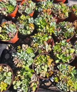 Succulent Combo Pot | Assorted Succulents | Host Gift | Gift for Friend | Party Favors | Wedding favor | Baby shower gift | 4in pot