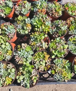 Succulent Combo Pot | Assorted Succulents | Host Gift | Gift for Friend | Party Favors | Wedding favor | Baby shower gift | 4in pot