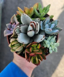 Succulent Combo Pot | Assorted Succulents | Host Gift | Gift for Friend | Party Favors | Wedding favor | Baby shower gift | 4in pot