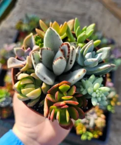 Succulent Combo Pot | Assorted Succulents | Host Gift | Gift for Friend | Party Favors | Wedding favor | Baby shower gift | 4in pot