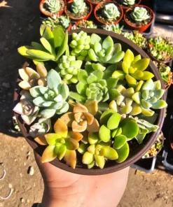 Succulent Combo Pot | Assorted Succulents | Host Gift | Gift for Friend | Party Favors | Wedding favor | Baby shower gift | 4in pot