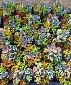Succulent Combo Pot | Assorted Succulents | Host Gift | Gift for Friend | Party Favors | Wedding favor | Baby shower gift | 4in pot