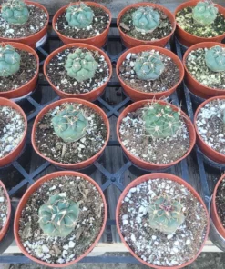 Suncup Cactus | 4in pot | Rare Cactus