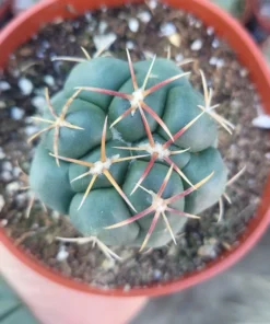 Suncup Cactus | 4in pot | Rare Cactus
