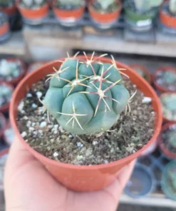 Suncup Cactus | 4in pot | Rare Cactus