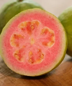 Sweet Pink Guava Tree - Live Tropical Fruit Plant in 4-Inch Pot, 8 to 12 Inches Tall