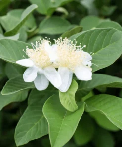 Sweet Pink Guava Tree - Live Tropical Fruit Plant in 4-Inch Pot, 8 to 12 Inches Tall