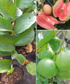 Sweet Pink Guava Tree - Live Tropical Fruit Plant in 4-Inch Pot, 8 to 12 Inches Tall