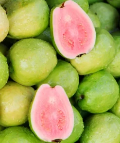 Sweet Pink Guava Tree - Live Tropical Fruit Plant in 4-Inch Pot, 8 to 12 Inches Tall