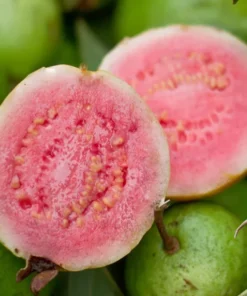Sweet Pink Guava Tree - Live Tropical Fruit Plant in 4-Inch Pot, 8 to 12 Inches Tall