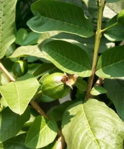 Sweet Pink Guava Tree - Live Tropical Fruit Plant in 4-Inch Pot, 8 to 12 Inches Tall