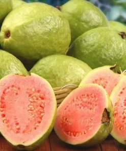 Sweet Pink Guava Tree - Live Tropical Fruit Plant in 4-Inch Pot, 8 to 12 Inches Tall