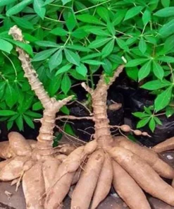 Sweet Yuca Cassava Plant Live in Pot with 5 Cuttings, 6 Inches, Well Rooted for Planting