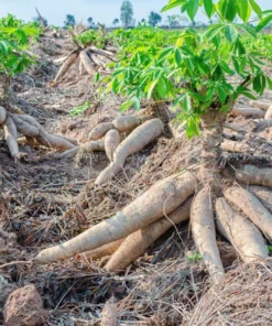 Sweet Yuca Cassava Plant Live in Pot with 5 Cuttings, 6 Inches, Well Rooted for Planting