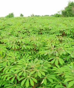 Sweet Yuca Cassava Plant Live in Pot with 5 Cuttings, 6 Inches, Well Rooted for Planting