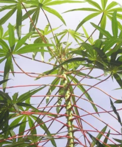 Sweet Yuca Cassava Plant Live in Pot with 5 Cuttings, 6 Inches, Well Rooted for Planting