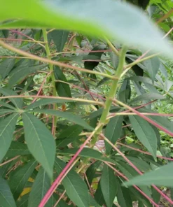 Sweet Yuca Cassava Plant Live in Pot with 5 Cuttings, 6 Inches, Well Rooted for Planting