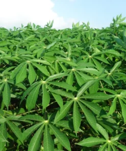 Sweet Yuca Cassava Plant Live in Pot with 5 Cuttings, 6 Inches, Well Rooted for Planting