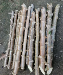 Sweet Yuca Cassava Plant Live in Pot with 5 Cuttings, 6 Inches, Well Rooted for Planting