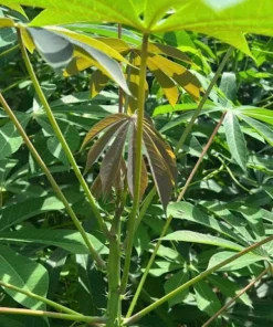 Sweet Yuca Cassava Plant Live in Pot with 5 Cuttings, 6 Inches, Well Rooted for Planting