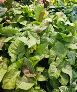 Syngonium 'Confetti' | 4in pot