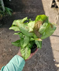 Syngonium 'Confetti' | 4in pot